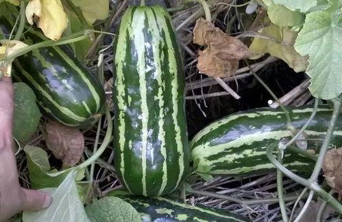 临沂网红吃梢瓜现场,临沂网红现场挑战梢瓜大胃王